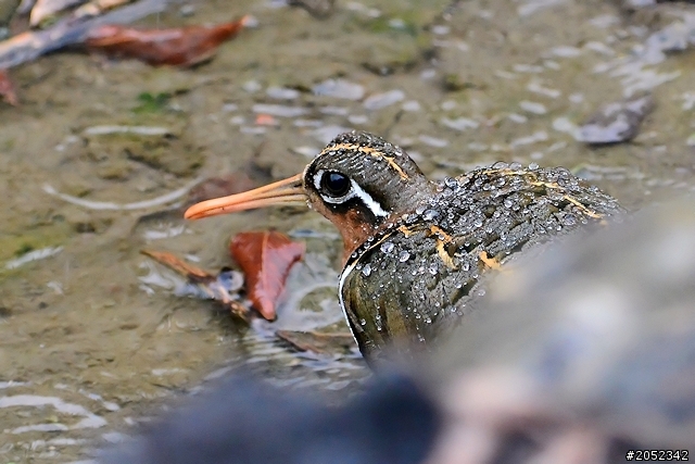 【蓋大樓】Nikon AF-S 80-400mm F4.5-5.6G ED VR