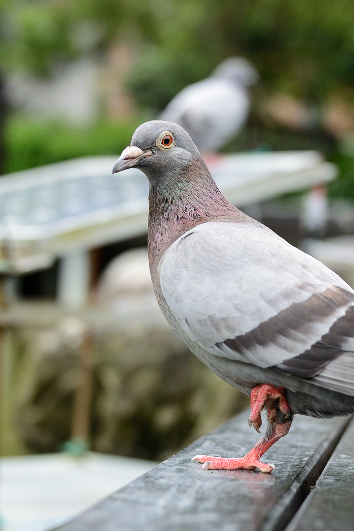 睜開大眼看世界 1 Nikkor 32mm f/1.2