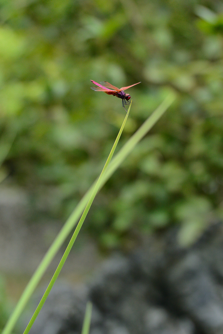 睜開大眼看世界 1 Nikkor 32mm f/1.2