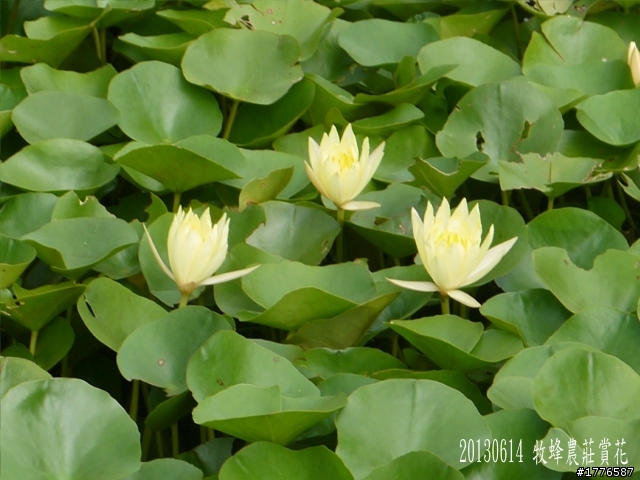 20130614 淡水屯山里賞荷、三芝番婆林花園賞愛情花,三芝牧蜂農莊賞凌宵花之旅