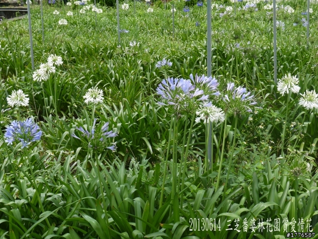 20130614 淡水屯山里賞荷、三芝番婆林花園賞愛情花,三芝牧蜂農莊賞凌宵花之旅