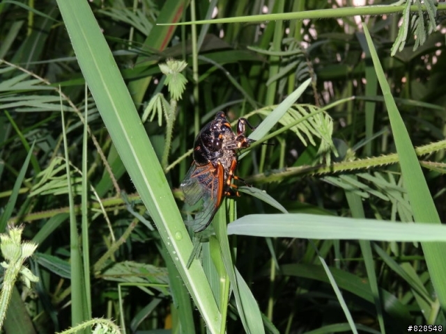HX50V浮洲濕地生態公園試拍
