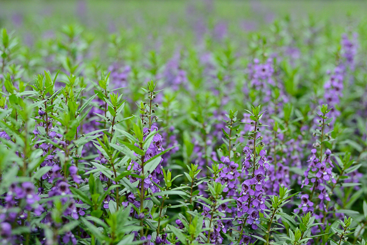 睜開大眼看世界 1 Nikkor 32mm f/1.2