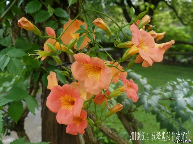 20130614 淡水屯山里賞荷、三芝番婆林花園賞愛情花,三芝牧蜂農莊賞凌宵花之旅