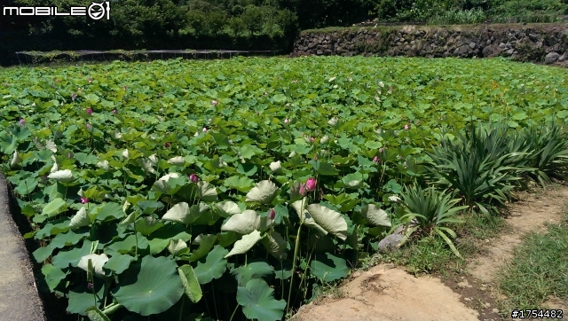 大野狼三芝遊一次玩3透.(景點圖多)