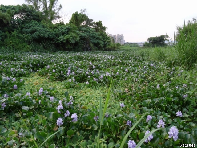 HX50V浮洲濕地生態公園試拍