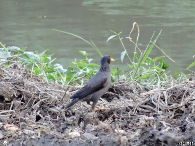 HX50V浮洲濕地生態公園試拍