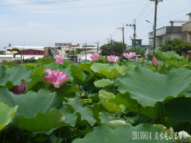 20130614 淡水屯山里賞荷、三芝番婆林花園賞愛情花,三芝牧蜂農莊賞凌宵花之旅