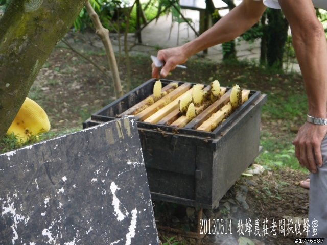20130614 淡水屯山里賞荷、三芝番婆林花園賞愛情花,三芝牧蜂農莊賞凌宵花之旅