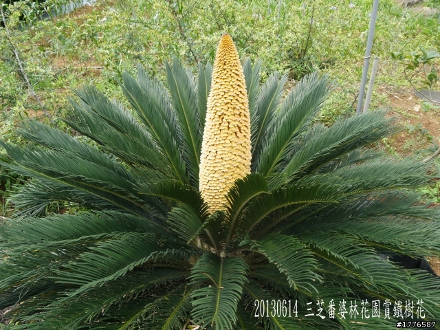 20130614 淡水屯山里賞荷、三芝番婆林花園賞愛情花,三芝牧蜂農莊賞凌宵花之旅