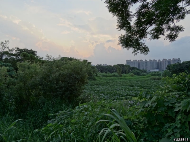 HX50V浮洲濕地生態公園試拍