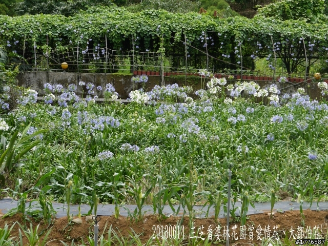 20130614 淡水屯山里賞荷、三芝番婆林花園賞愛情花,三芝牧蜂農莊賞凌宵花之旅