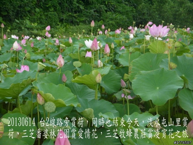 20130614 淡水屯山里賞荷、三芝番婆林花園賞愛情花,三芝牧蜂農莊賞凌宵花之旅
