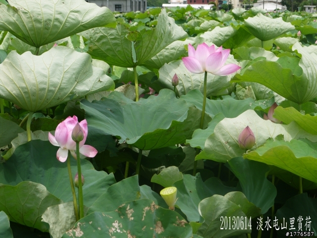 20130614 淡水屯山里賞荷、三芝番婆林花園賞愛情花,三芝牧蜂農莊賞凌宵花之旅