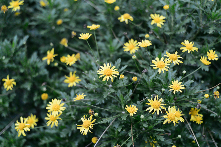 睜開大眼看世界 1 Nikkor 32mm f/1.2