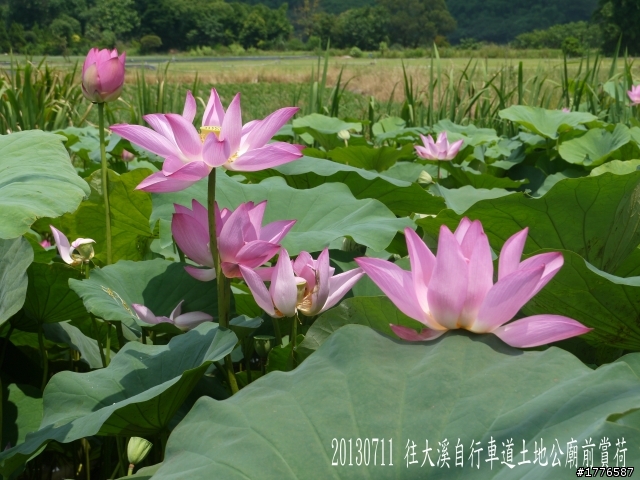 20130711鶯歌大溪三坑石門水庫之旅