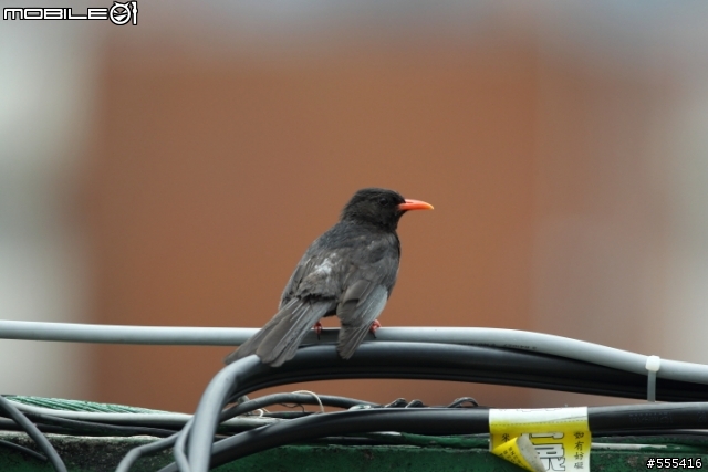 終於等到了...EF200-400mm F4L IS USM Extender 1.4X(2015/7/13更新5DSR圖片)
