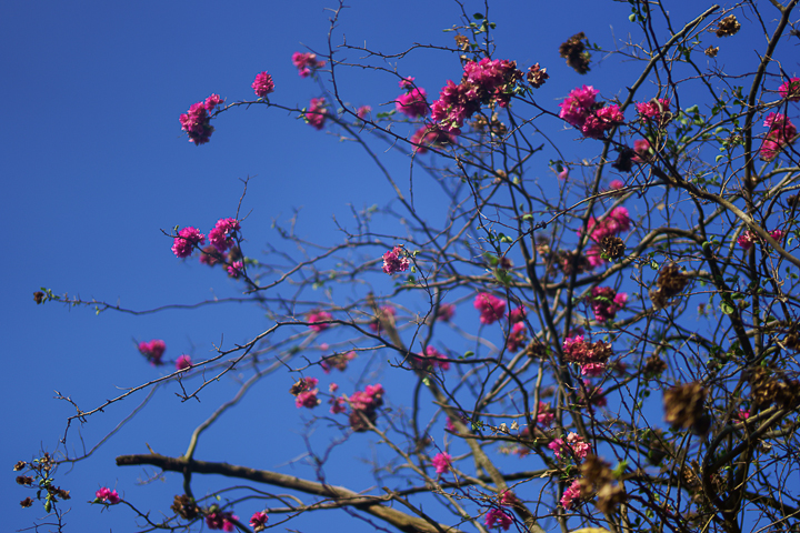 Sony Planar T* 50mm F1.4 ZA SSM‧測試報告