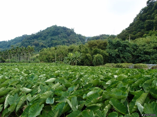 戀戀舊山線(一):后豐、泰安鐵馬行