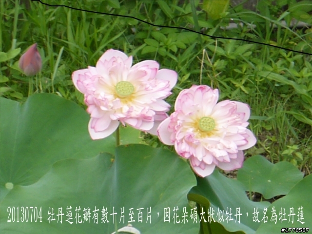 20130704 風櫃嘴燭台雙嶼金山賞牡丹蓮北海一周之旅
