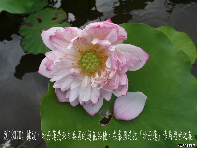 20130704 風櫃嘴燭台雙嶼金山賞牡丹蓮北海一周之旅