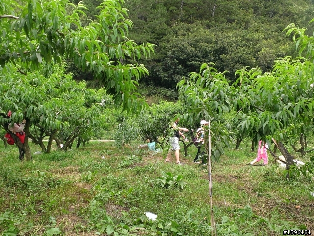 2013武陵農場露營採桃趣