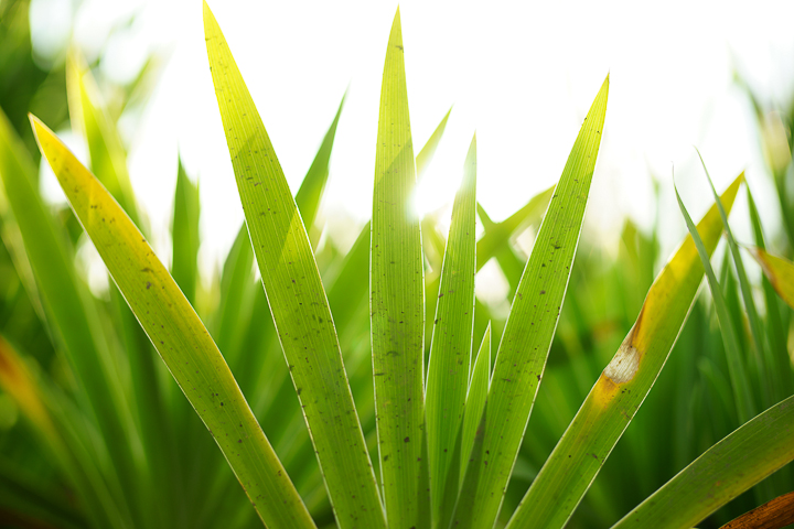 Sony Planar T* 50mm F1.4 ZA SSM‧測試報告