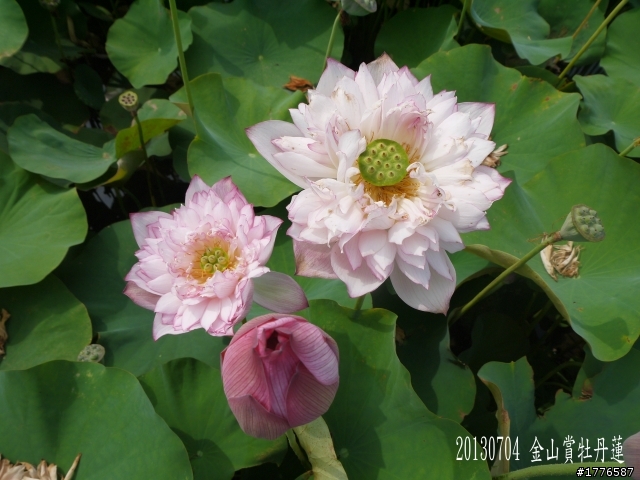 20130704 風櫃嘴燭台雙嶼金山賞牡丹蓮北海一周之旅