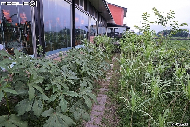 讓旅遊花蓮更幸福:櫻の田野餐廳野菜火鍋