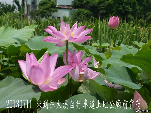 20130711鶯歌大溪三坑石門水庫之旅