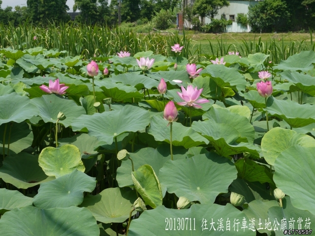 20130711鶯歌大溪三坑石門水庫之旅