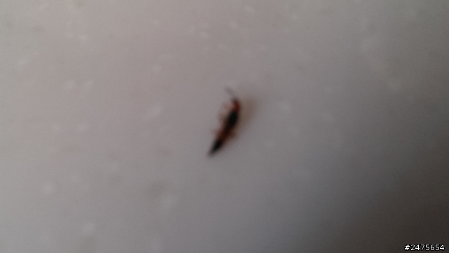 請幫忙看下是否為隱翅蟲?