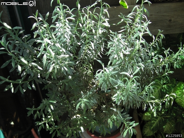 為何薰衣草不開花?