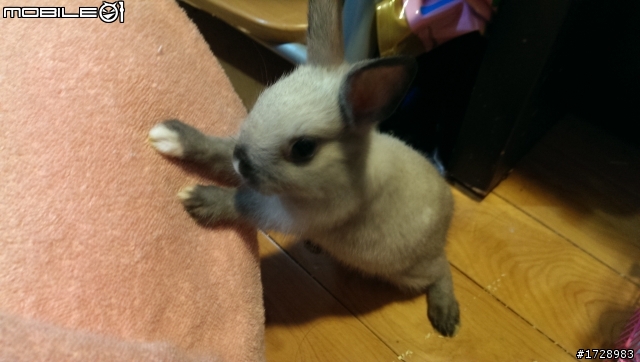 兔兔領養記