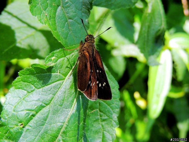 2013-7-28~7-30總算如願以嘗的玉山主峰行