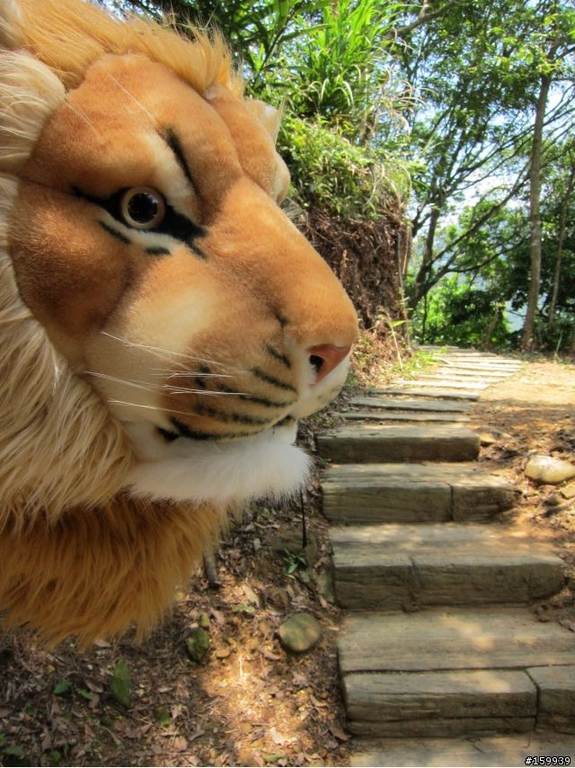 〔分享〕獅大爺在千島湖大受好評