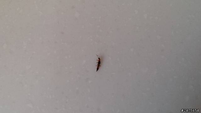 請幫忙看下是否為隱翅蟲?