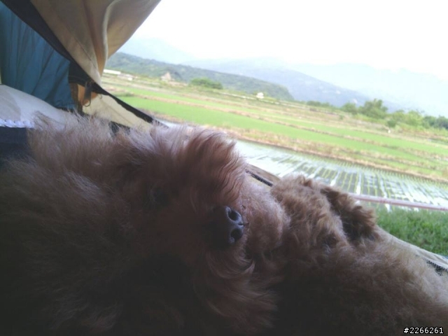 男人與公狗環島露營