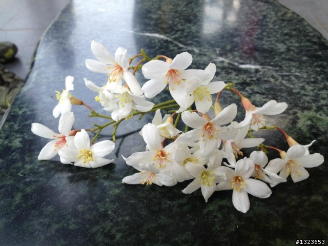 1020415 瑪家賞油桐 探索嵐雲綠海 桃花源