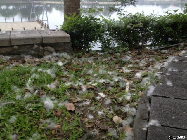 1020506 清晨的虎頭埤
