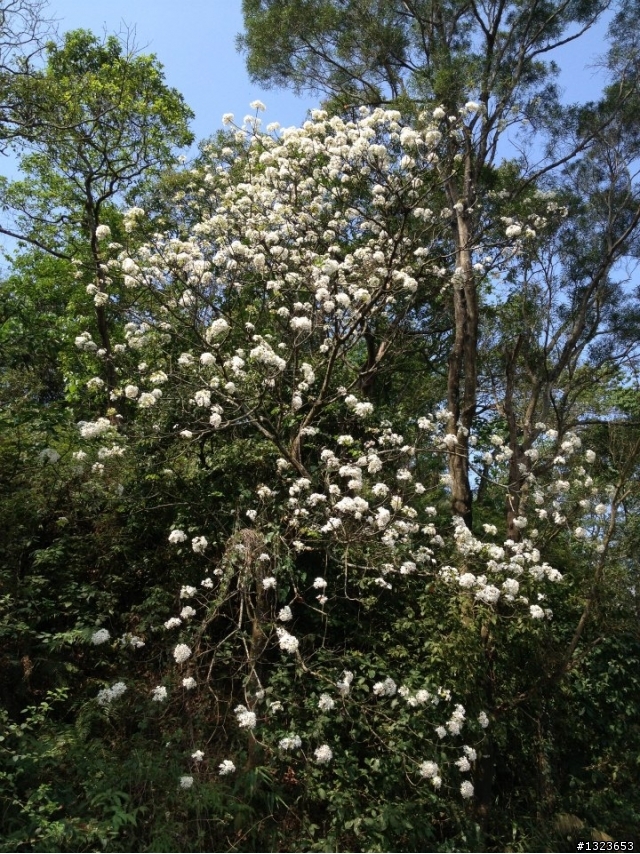 1020415 瑪家賞油桐 探索嵐雲綠海 桃花源