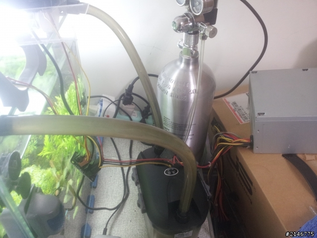 新設2呎缸 手機拍照傷眼請見諒