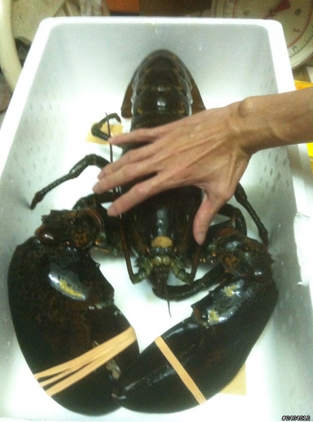 4KG超大奇行種:波士頓龍蝦