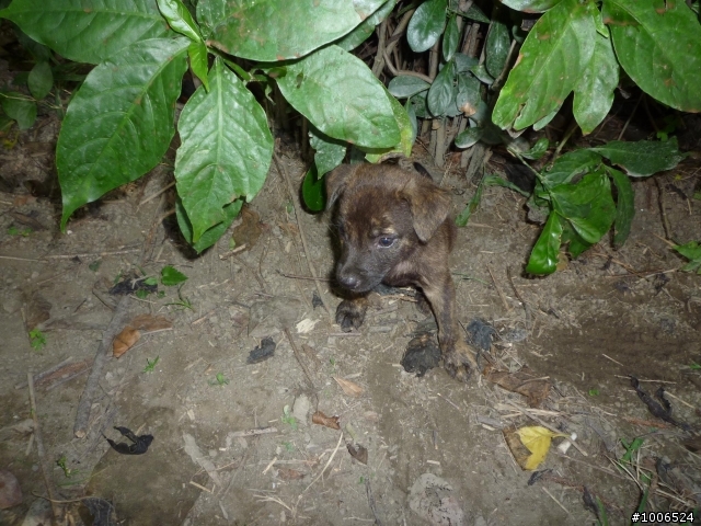 新北市 八里 米克斯幼犬 送養