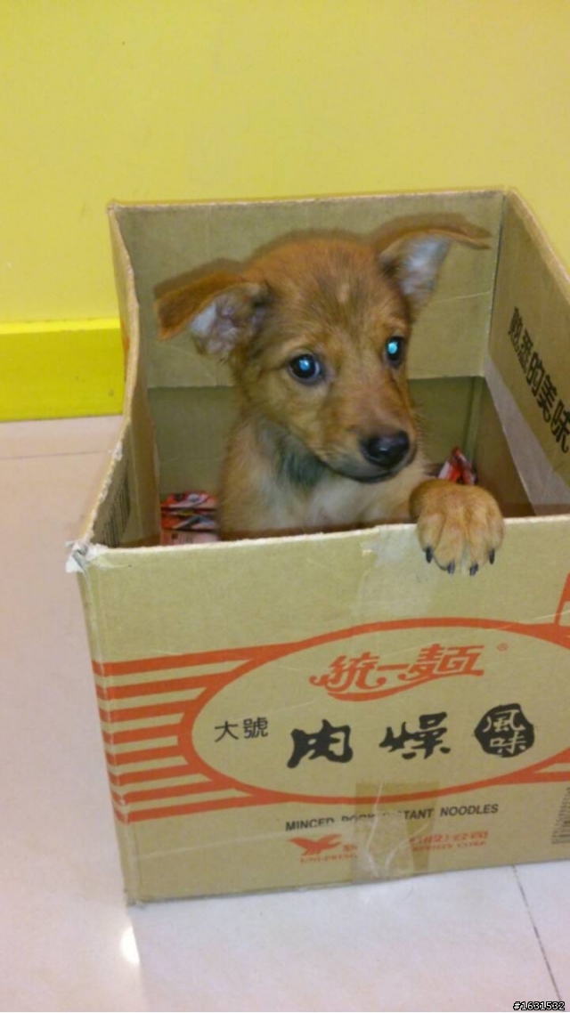 拾獲一隻約四個月幼犬米克斯,徵“愛牠的主人”喲~~~