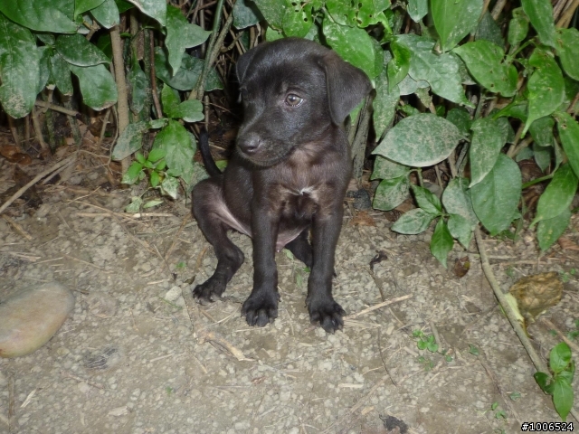 新北市 八里 米克斯幼犬 送養