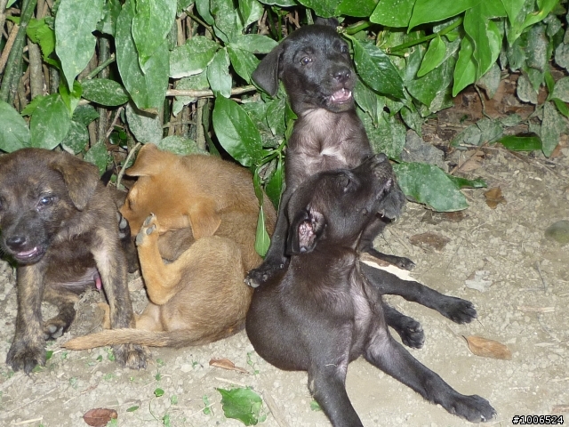 新北市 八里 米克斯幼犬 送養