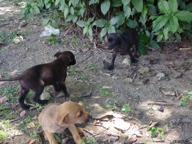 新北市 八里 米克斯幼犬 送養