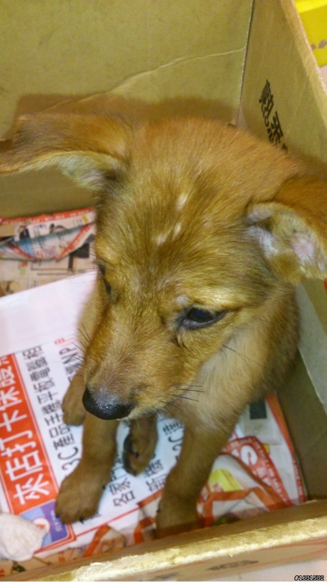拾獲一隻約四個月幼犬米克斯,徵“愛牠的主人”喲~~~