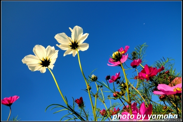 我的D600+SB900